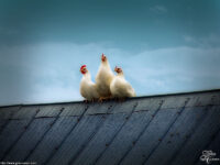 Trois poules sur un toit