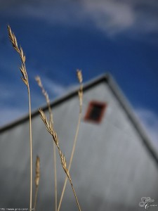 Quelques brins de soleil