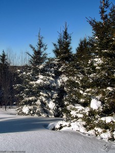 Le printemps s&rsquo;en vient