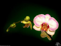 Orchidaceae ou Orchidée