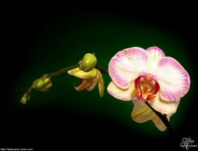 Orchidaceae ou Orchidée