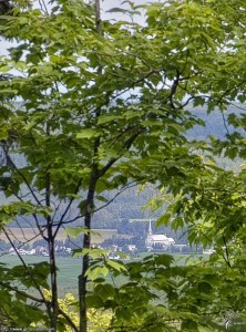 À travers le feuillage