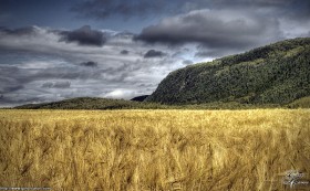 De l&rsquo;or dans les champs