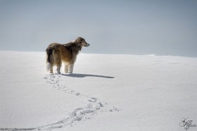 Un chien dans la neige