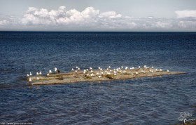 Le rocher aux oiseaux