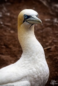 Le regard d&rsquo;un fous…