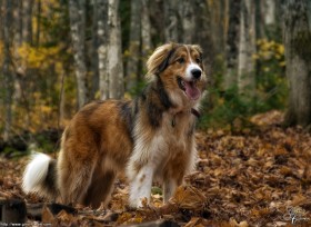 Le chien et l&rsquo;automne