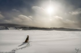 Le chien face à l&rsquo;hiver…