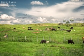 Vaches en pâture