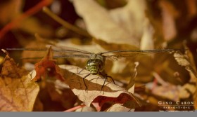 Portrait de libellule