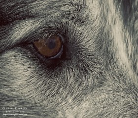 Le regard de la bête