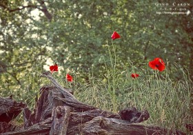 Coquelicot et souche