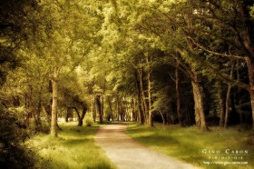 La forêt de Brocéliande
