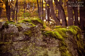 Mousse sur un rocher