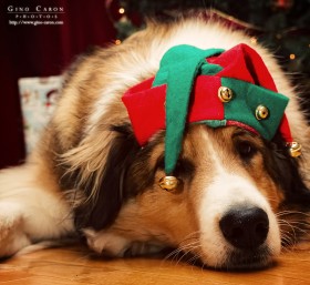 Le chien de Noël