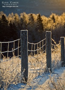 Givre du matin