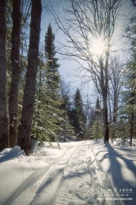 Printemps et érables