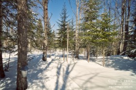 Printemps et érables II