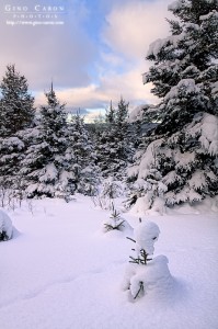 Forêt en hiver