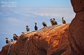 Cormorans
