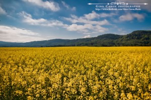 Champs de canola