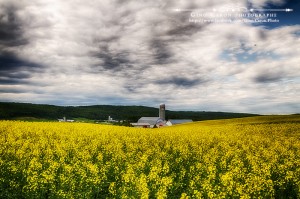 Champs de canola II