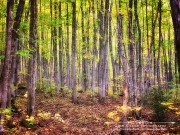 Forêt d&rsquo;automne