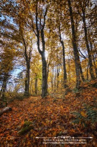 Soleil et couleurs d&rsquo;automne