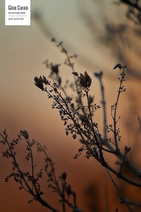 Lilas à l&rsquo;automne