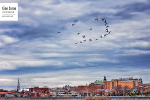 Outardes sur Rimouski