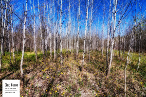 Petite forêt deviendra grande
