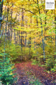Le chemin forestier