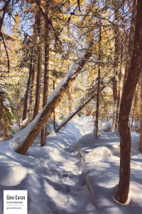 Sentier du littoral en hiver