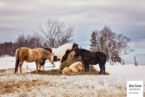 Ranch Saint-Fabien – Groupe de chevaux et foin III