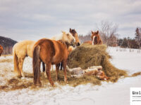 Ranch Saint-Fabien – Groupe de chevaux et foin