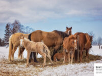 Ranch Saint-Fabien – Groupe de chevaux et foin II