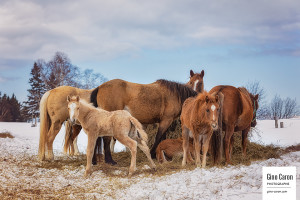 Ranch Saint-Fabien – Groupe de chevaux et foin II