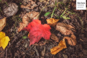 Détails d&rsquo;automne