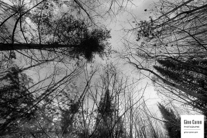 Arbres dénudés…. couleurs disparues