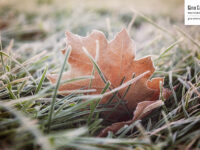 Nature morte et gelée matinale