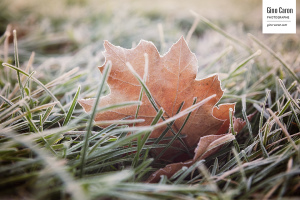 Nature morte et gelée matinale