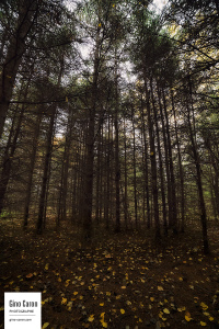 Conifères et feuilles