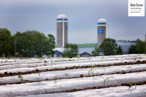 Maïs sous paillis II