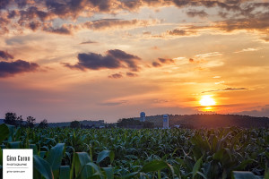 Soleil, ferme et maïs