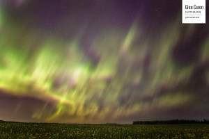 Lumières au-dessus du champ de pissenlit