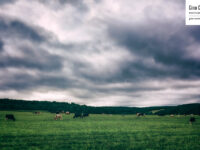 Vaches sous un ciel nuageux