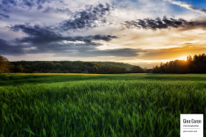 Céréales et soleil