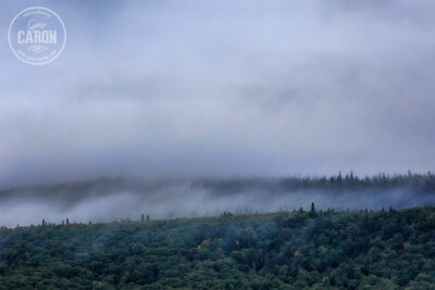 Brume dans la forêt