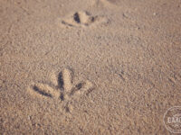 Des traces sur le sable