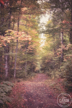 Couleurs d&rsquo;automne